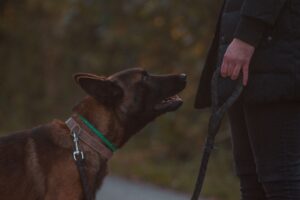 Leashed dog looking up at a handler’s guiding hand