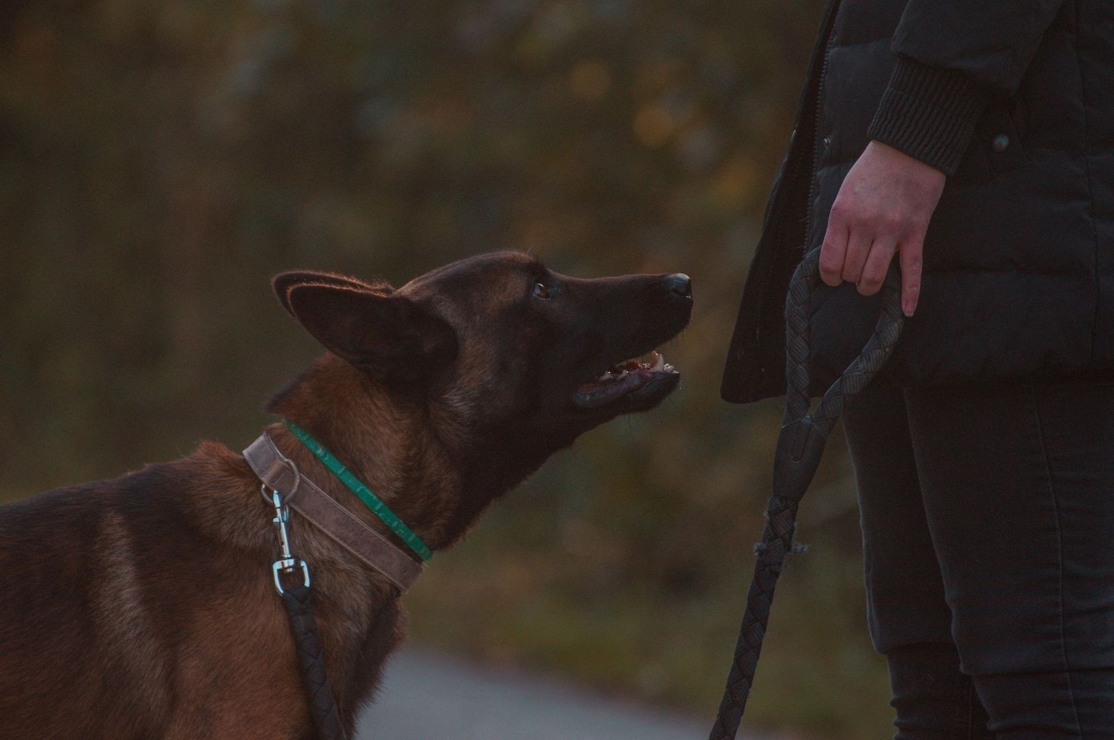 Leashed dog looking up at a handler’s guiding hand
